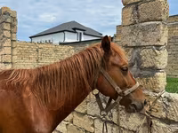 Horses (batch, sex not specified), Horses — photo 3