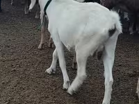 Echki, Alpine goat — 3-rasm