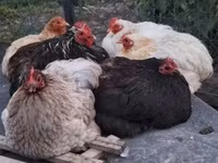 Chickens — zdjęcie 1