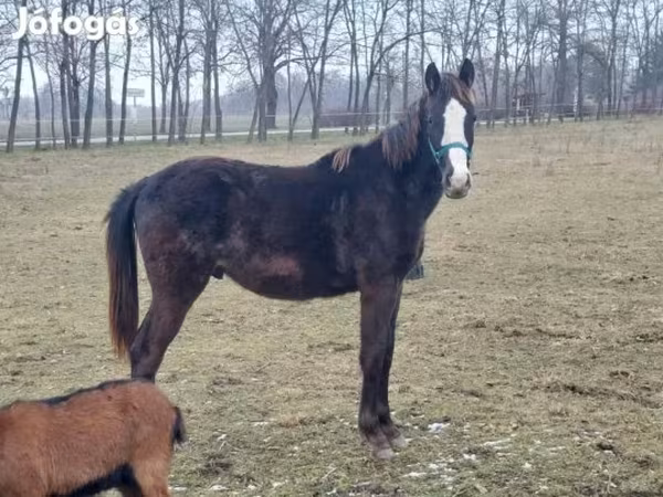 Horse (M), Hungarian horse breed
