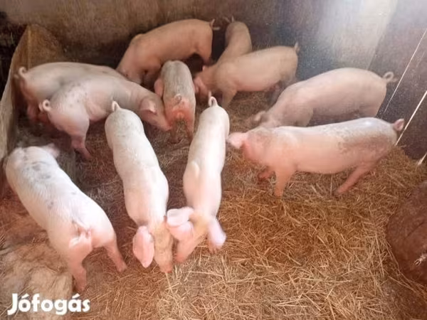 Krmača, Свиње