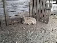 母羊, Baerchuke sheep — 照片 3
