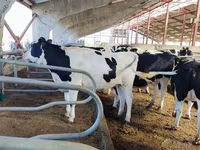 Vaca, Raça Jersey — foto 3