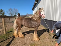 Pastuv, Gypsy horse — fotografija 8