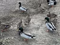 Ducks — fotografija 7