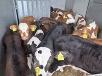 Buqa, Simmental cattle — 6-rasm