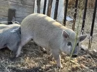 Schweine (Partie, Geschlecht nicht angegeben), Schweine — Foto 1