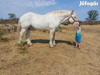 Hengst, Percheron — Foto 4