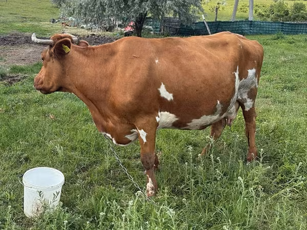 Krowa, Bydło