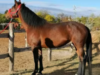 Kobyła, Hungarian horse breed — zdjęcie 2