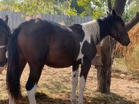 Pastuv, French Trotter — fotografija 1