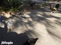 Guinea fowl — fotografija 4