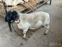 Ovan, Dorper sheep — fotografija 5