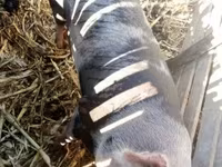 Sow, Pigs — photo 2