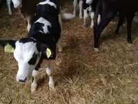 公牛, Limousin cow — 照片 5