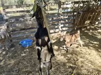 Echki, Nubian Goat — 2-rasm