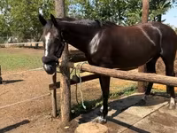 घोड़ी, Nonius horse — फ़ोटो 1