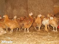 Chickens — 照片 3