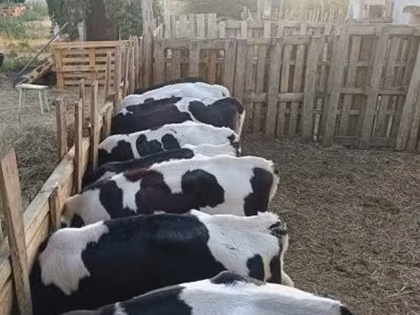 Buqa, Russian Black pied cattle — Vengriya