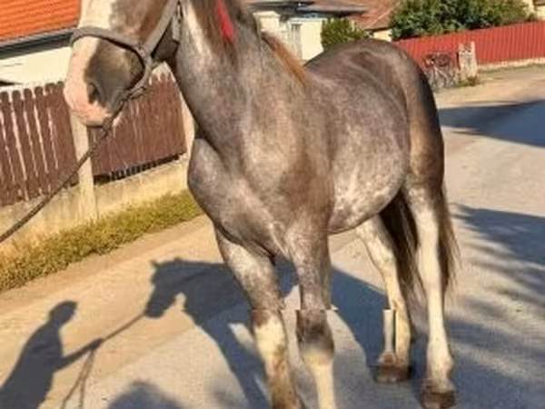 Koń, Konie — Węgry