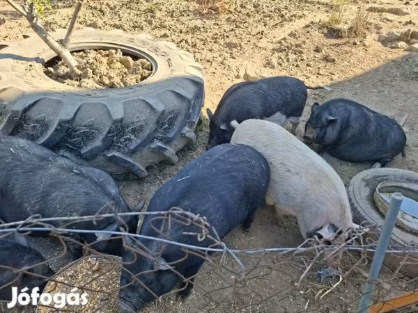 خنزير ذكر, Вьетнамская вислобрюхая