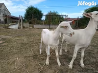 Cabro, Cabras — foto 3