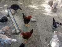 Turkeys — फ़ोटो 3