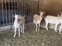Koza, Pomellata goat — fotografija 2