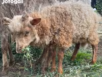 Widder, Racka sheep — Foto 3