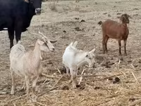 雌ヤギ, Nubian Goat — 写真 6