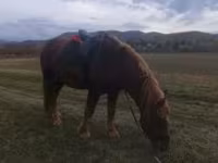公马, Horses — 照片 5