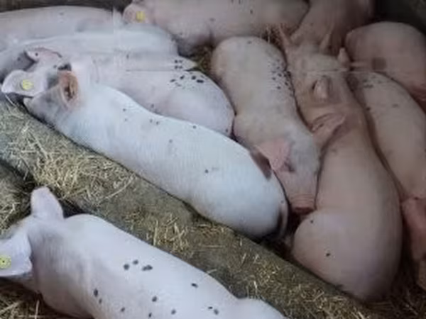 Мегежін, Шошқалар