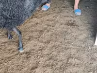 Widder, Tsigai sheep — Foto 8