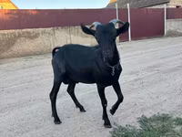 Jarac, Murcia-Granada goats — fotografija 3