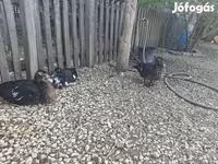Ducks — fotografija 4