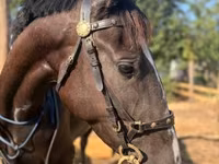 घोड़ी, Nonius horse — फ़ोटो 4