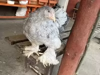Brahma — foto 1