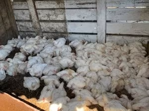 Chickens