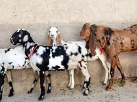 Goat, Goats — photo 1