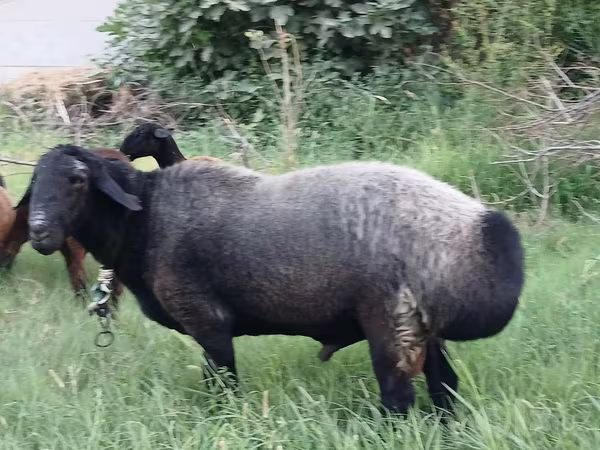 Qoç, Qoyunlar