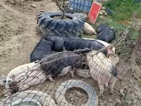 公猪, Вьетнамская вислобрюхая — 照片 2