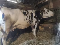 Kuh, Russian Black pied cattle — Foto 1