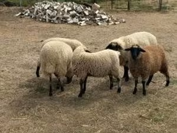 Ovelha, Ovelhas — Hungria