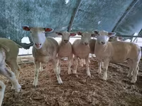 Қой, Ile-de-France sheep — 1-сурет