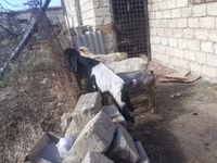 公山羊, Goats — 照片 2