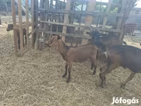 Billy Goat, Nubian Goat — photo 4