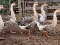 Geese — 写真 3