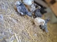 Chickens — 写真 3