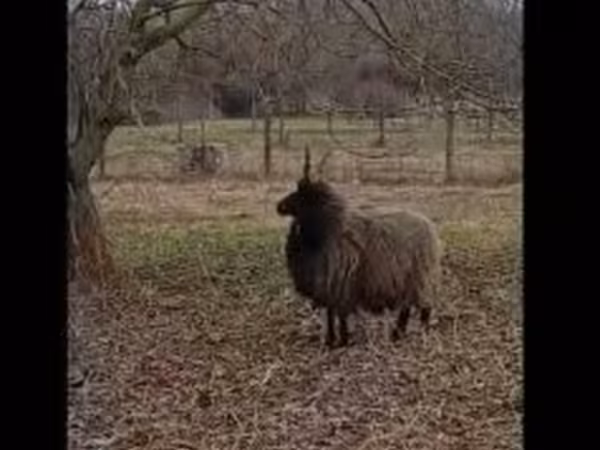 Owca, Racka sheep — Węgry
