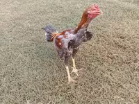 Chickens — fotografija 1